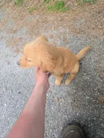 Male puppy , a male Golden Retriever for sale in Columbia, SC – Photo 2 of 3