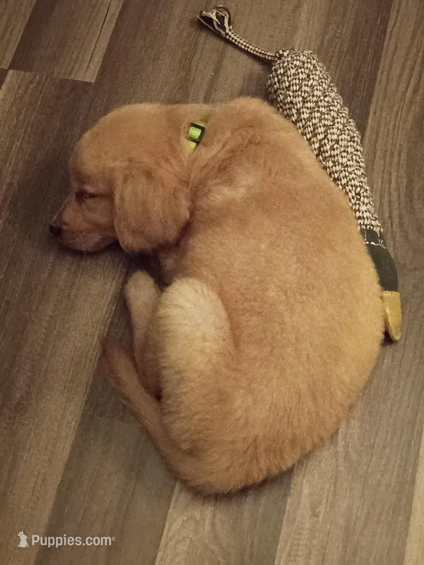 Male puppy  – Golden Retriever puppy for sale in Columbia, SC