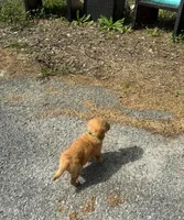 Male puppy , a male Golden Retriever for sale in Columbia, SC – Photo 3 of 3