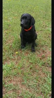 Akc male lab , a male Labrador Retriever for sale in Columbia, SC – 2 of 3