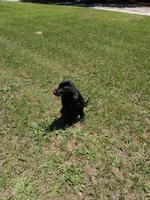 Akc English lab (male 3) , a male Labrador Retriever for sale in Columbia, SC – 5 of 6