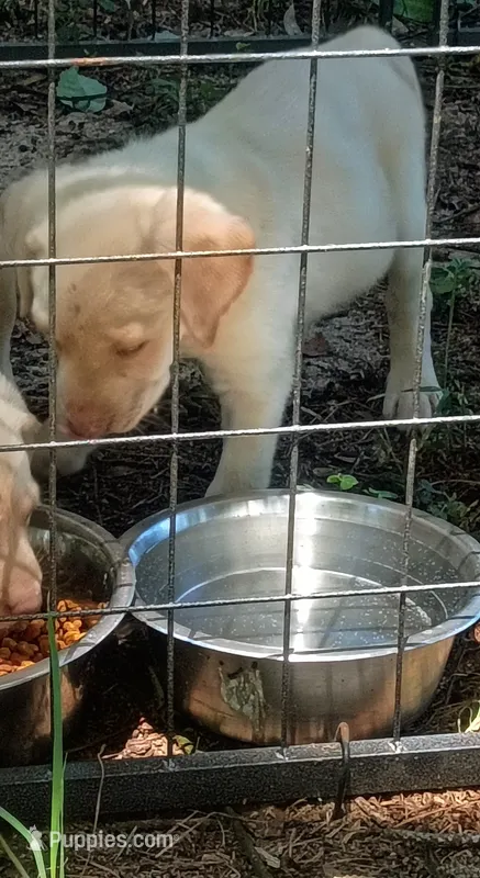 Akc yellow lab (male)  – Labrador Retriever puppy for sale in Columbia, SC