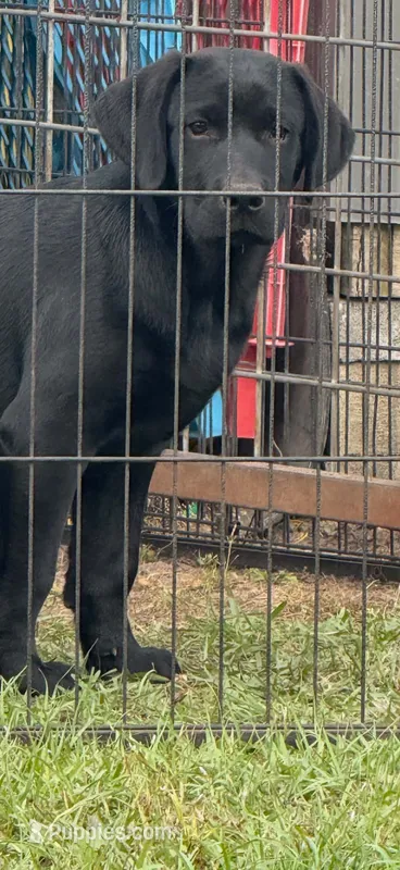 Akc male , a male Labrador Retriever for sale in Columbia, SC – 1 of 1