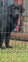 Akc male , a male Labrador Retriever for sale in Columbia, SC – 1 of 1