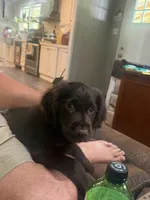 Boykin (Male) , a male Boykin Spaniel for sale in Columbia, SC – 1 of 1