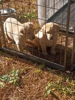 Male puppies (English lab) , a male Labrador Retriever for sale in Columbia, SC – Photo 5 of 5