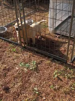Male puppies (English lab) , a male Labrador Retriever for sale in Columbia, SC – Photo 3 of 5