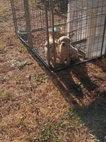 Male puppies (English lab) , a male Labrador Retriever for sale in Columbia, SC – Photo 4 of 5