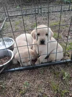 Male puppies (English lab) , a male Labrador Retriever for sale in Columbia, SC – Photo 1 of 5