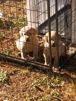 Male puppies (English lab) , a male Labrador Retriever for sale in Columbia, SC – Photo 2 of 5