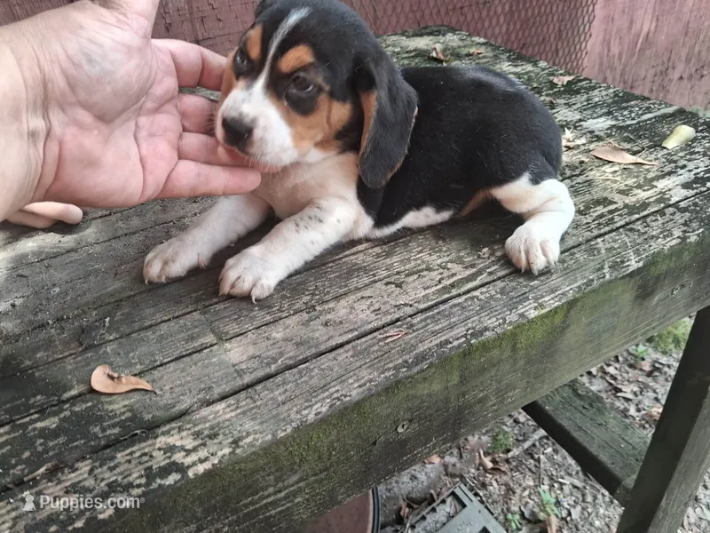 Beagle (male)  – Beagle puppy for sale in Columbia, SC