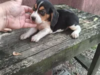 Beagle (male) , a male Beagle for sale in Columbia, SC – 1 of 3