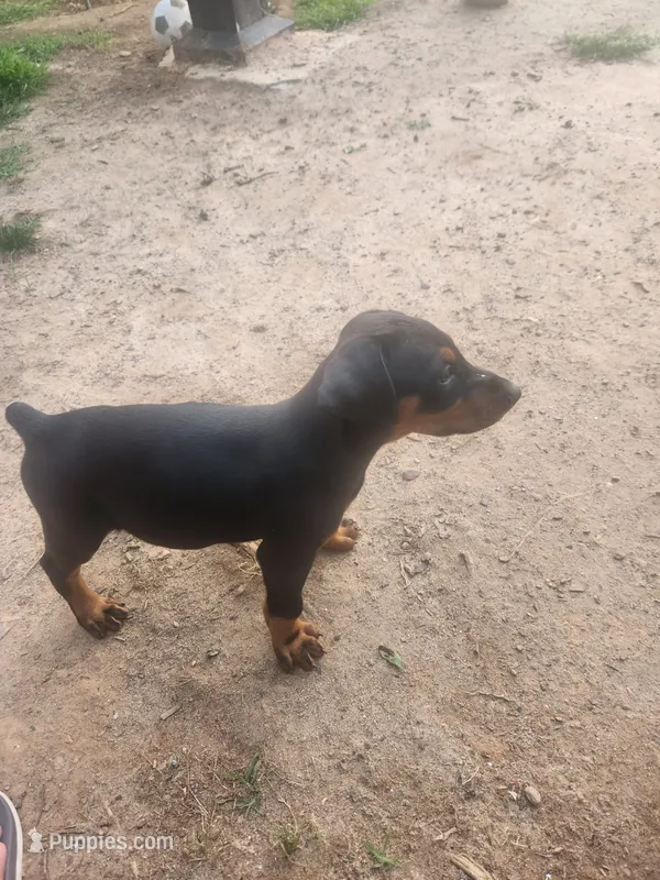 European Doberman – Doberman Pinscher puppy for sale in Columbia, SC