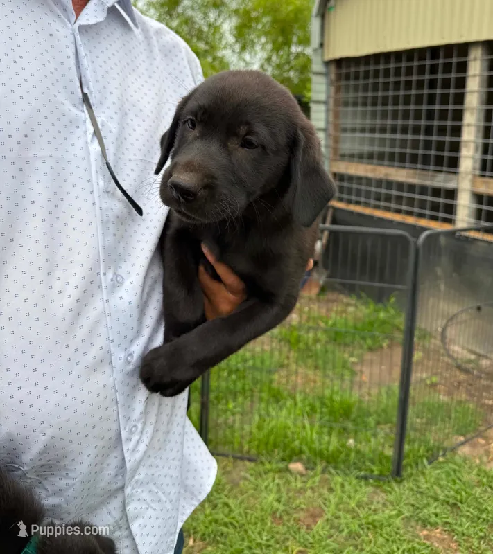Akc English lab (male 1)  – Labrador Retriever puppy for sale in Columbia, SC