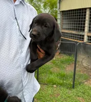 Akc English lab (male 1) , a male Labrador Retriever for sale in Columbia, SC – 1 of 1