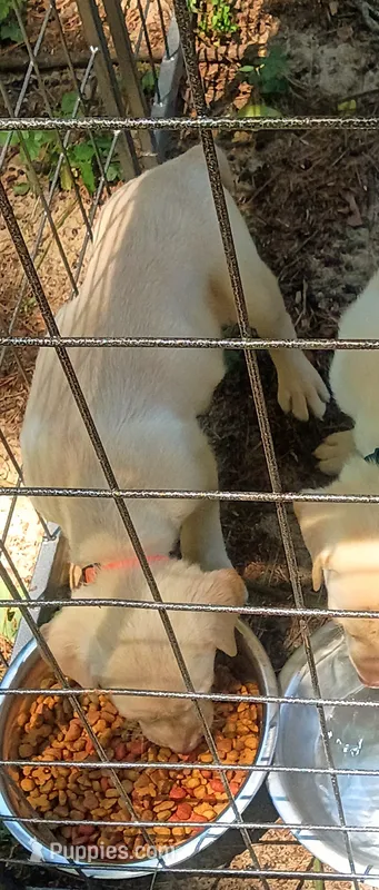 Akc English yellow lab (female) – Labrador Retriever puppy for sale in Columbia, SC
