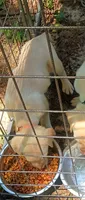 Akc English yellow lab (female), a female Labrador Retriever for sale in Columbia, SC – 1 of 1