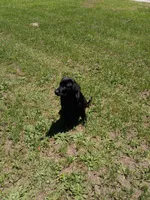 Akc English lab (male 3) , a male Labrador Retriever for sale in Columbia, SC – 6 of 6
