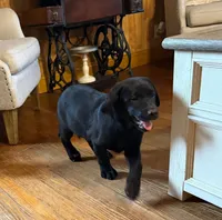 Akc male , a male Labrador Retriever for sale in Columbia, SC – 2 of 2