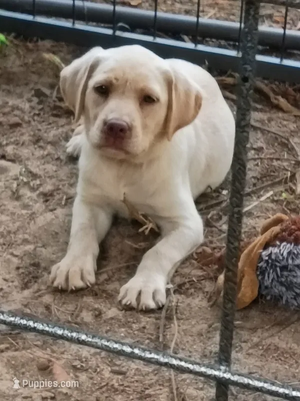 Akc English yellow lab (female) – Labrador Retriever puppy for sale in Columbia, SC