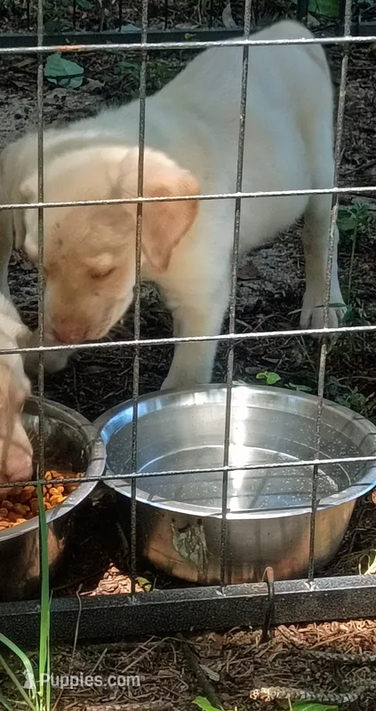 Akc English yellow lab (Male)  – Labrador Retriever puppy for sale in Columbia, SC