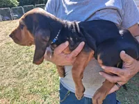 Bloodhound male , a male Bloodhound for sale in Columbia, SC – 1 of 1