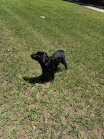 Akc English lab (male 3) , a male Labrador Retriever for sale in Columbia, SC – 4 of 6