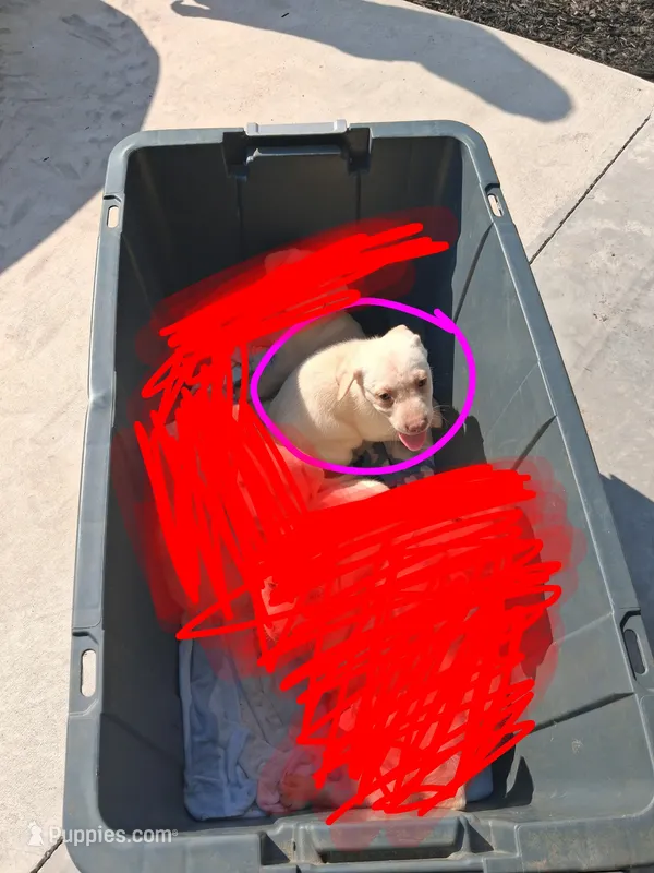 Akc yellow lab (female) – Labrador Retriever puppy for sale in Columbia, SC