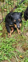 European Doberman (male) *LAST PUP, a male Doberman Pinscher for sale in Columbia, SC – 2 of 3