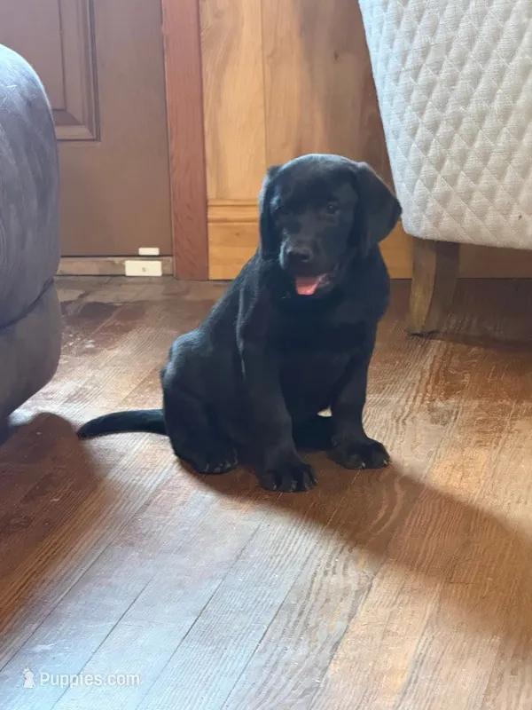 Akc English male  – Labrador Retriever puppy for sale in Columbia, SC