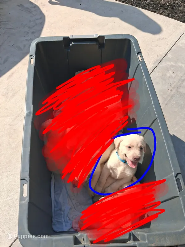 Akc yellow lab (male)  – Labrador Retriever puppy for sale in Columbia, SC