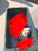 Akc yellow lab (male) , a male Labrador Retriever for sale in Columbia, SC – 1 of 2