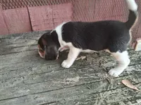Beagle (female), a female Beagle for sale in Columbia, SC – 2 of 2