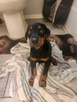 European Doberman, a male Doberman Pinscher for sale in Columbia, SC – 1 of 1