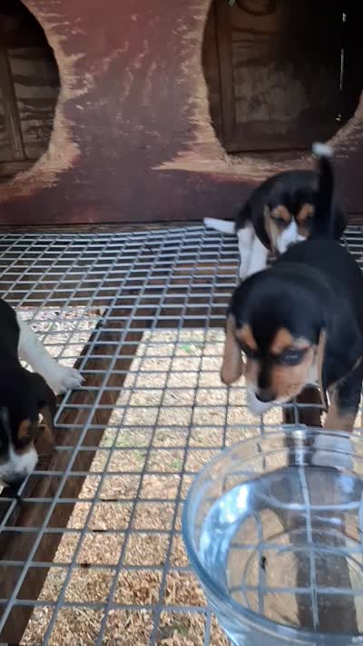 Beagle (male) *LAST PUP, a male Beagle for sale in Columbia, SC – 2 of 4