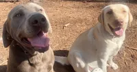 Akc yellow lab (female), a female Labrador Retriever for sale in Columbia, SC – 2 of 2