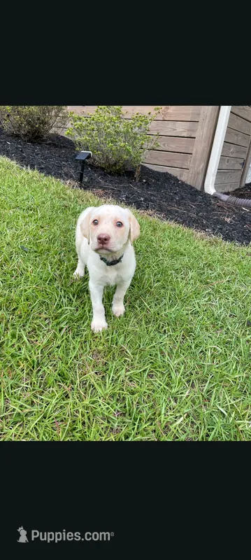 Akc yellow lab (female) – Labrador Retriever puppy for sale in Columbia, SC