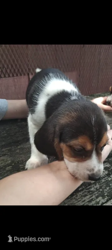 Beagle (female) – Beagle puppy for sale in Columbia, SC
