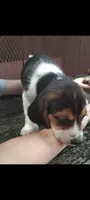 Beagle (female), a female Beagle for sale in Columbia, SC – 1 of 2