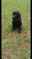 Akc male lab , a male Labrador Retriever for sale in Columbia, SC – 3 of 3