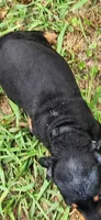 European Doberman (male) *LAST PUP, a male Doberman Pinscher for sale in Columbia, SC – 3 of 3