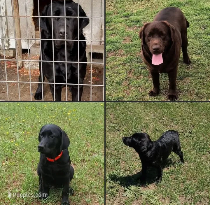 Akc English lab  – Labrador Retriever puppy for sale in Columbia, SC