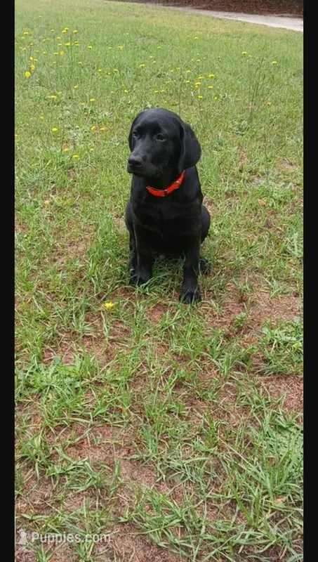 Akc male lab  – Labrador Retriever puppy for sale in Columbia, SC
