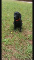 Akc male lab , a male Labrador Retriever for sale in Columbia, SC – 1 of 3