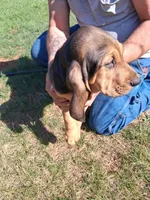 Bloodhound female , a female Bloodhound for sale in Columbia, SC – 1 of 1