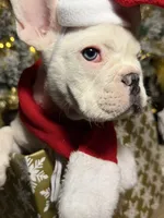 Ocho “AKC”, a male French Bulldog for sale in Houston, TX – Photo 3 of 7