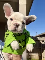 Ocho “AKC”, a male French Bulldog for sale in Houston, TX – Photo 6 of 7