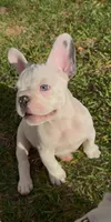 Ocho “AKC”, a male French Bulldog for sale in Houston, TX – Photo 1 of 7