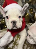 Ocho “AKC”, a male French Bulldog for sale in Houston, TX – Photo 2 of 7