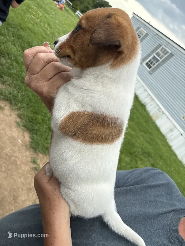 Coco – Australian Cattle Dog puppy for sale in Cameron, MO